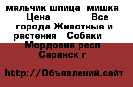 мальчик шпица (мишка) › Цена ­ 55 000 - Все города Животные и растения » Собаки   . Мордовия респ.,Саранск г.